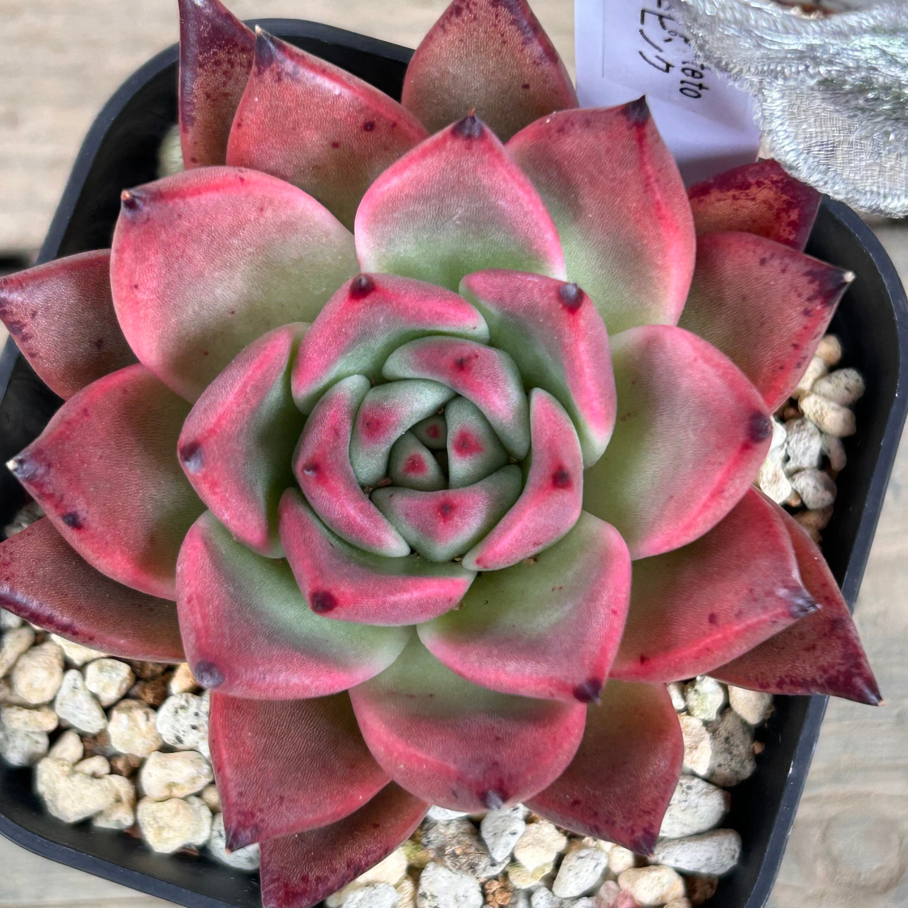 ローズ様専用 ローズ様専用 クリスマスローズ 小苗 SDノスタルジア