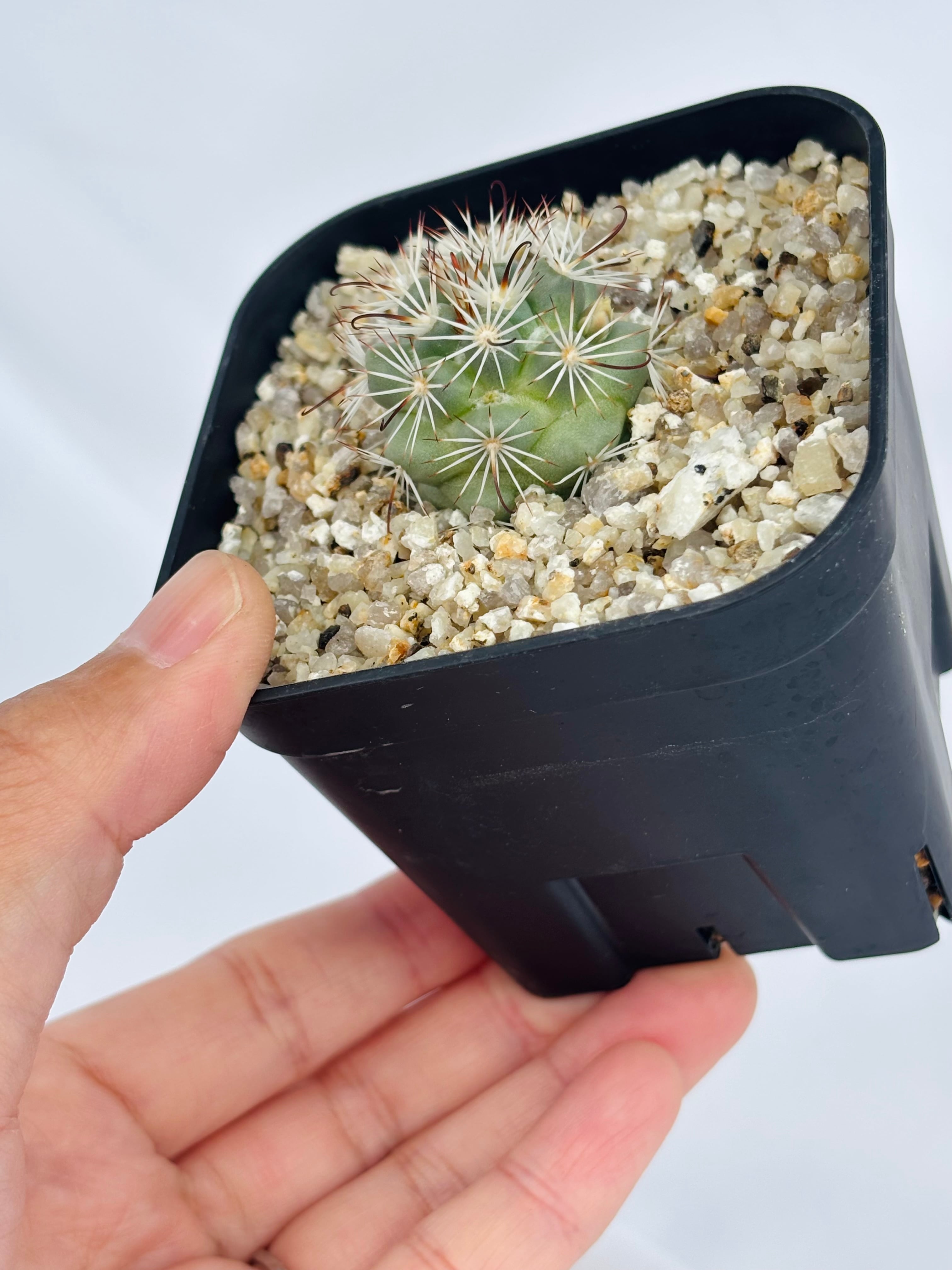 Mammillaria Schumannii マミラリア 蓬莱宮 サボテン | plants MARU