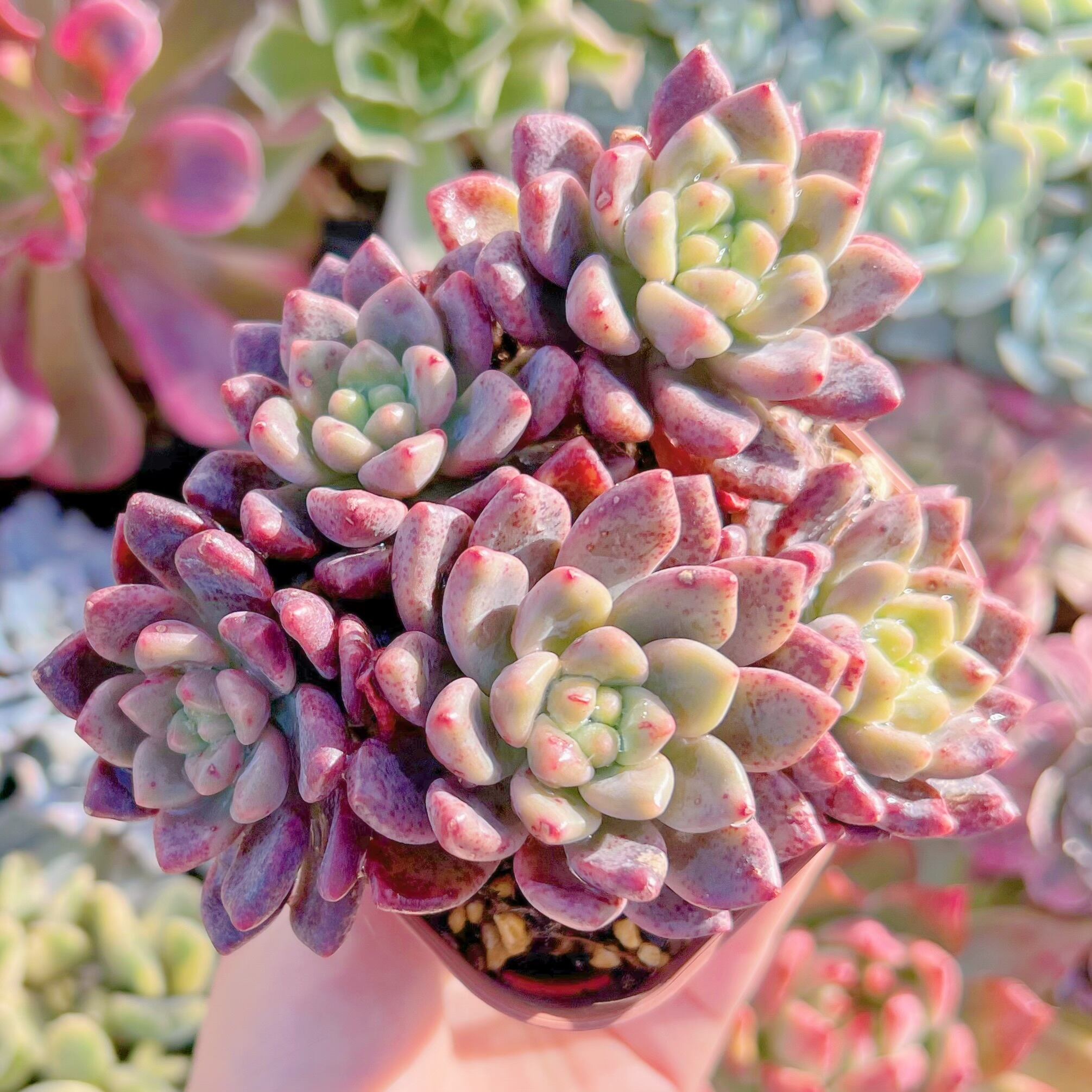 現品　シャネル#724  群生　るる農園