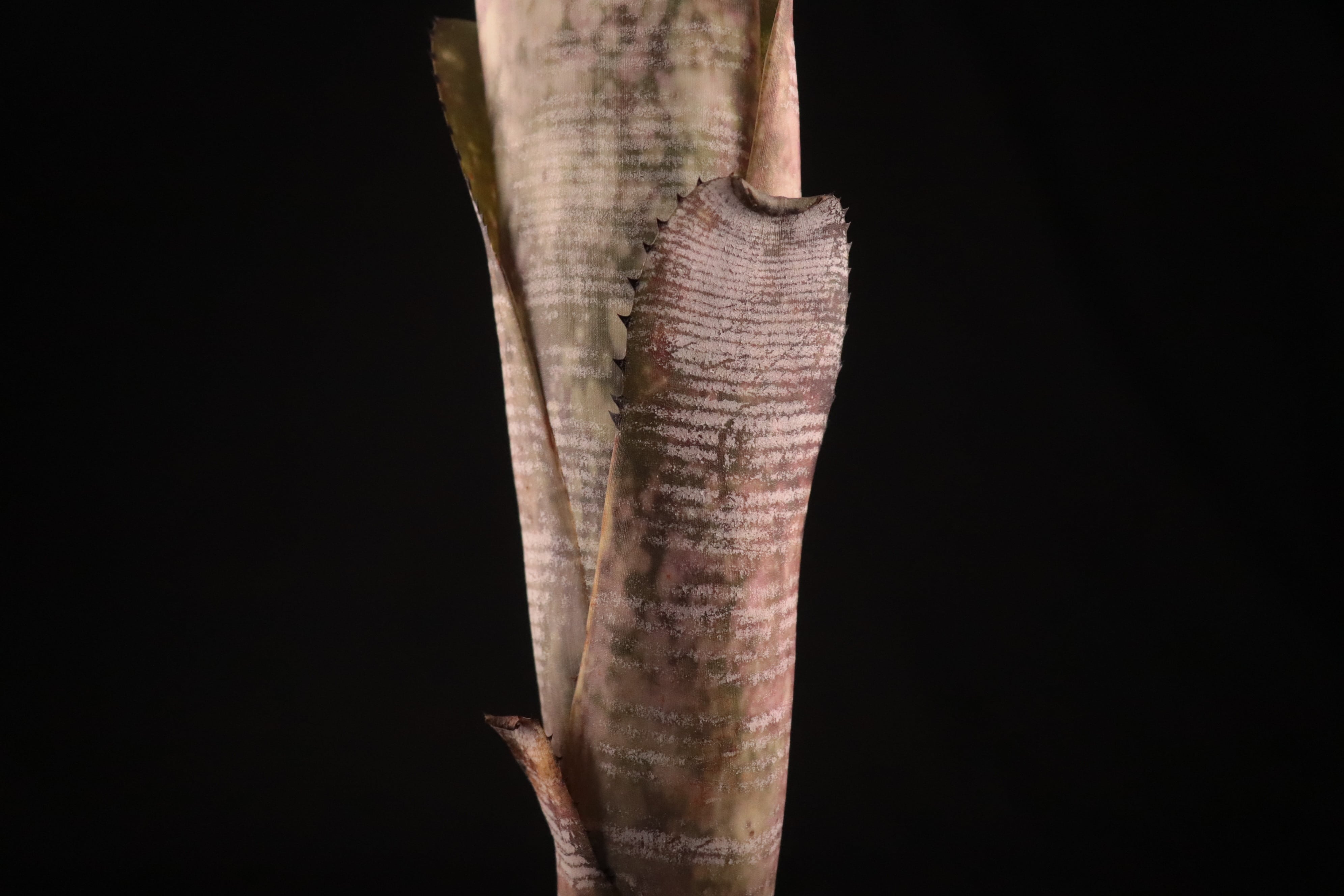 送料無料】Billbergia 'Kolan Mable Shark'〔ビルベルギア〕現品発送