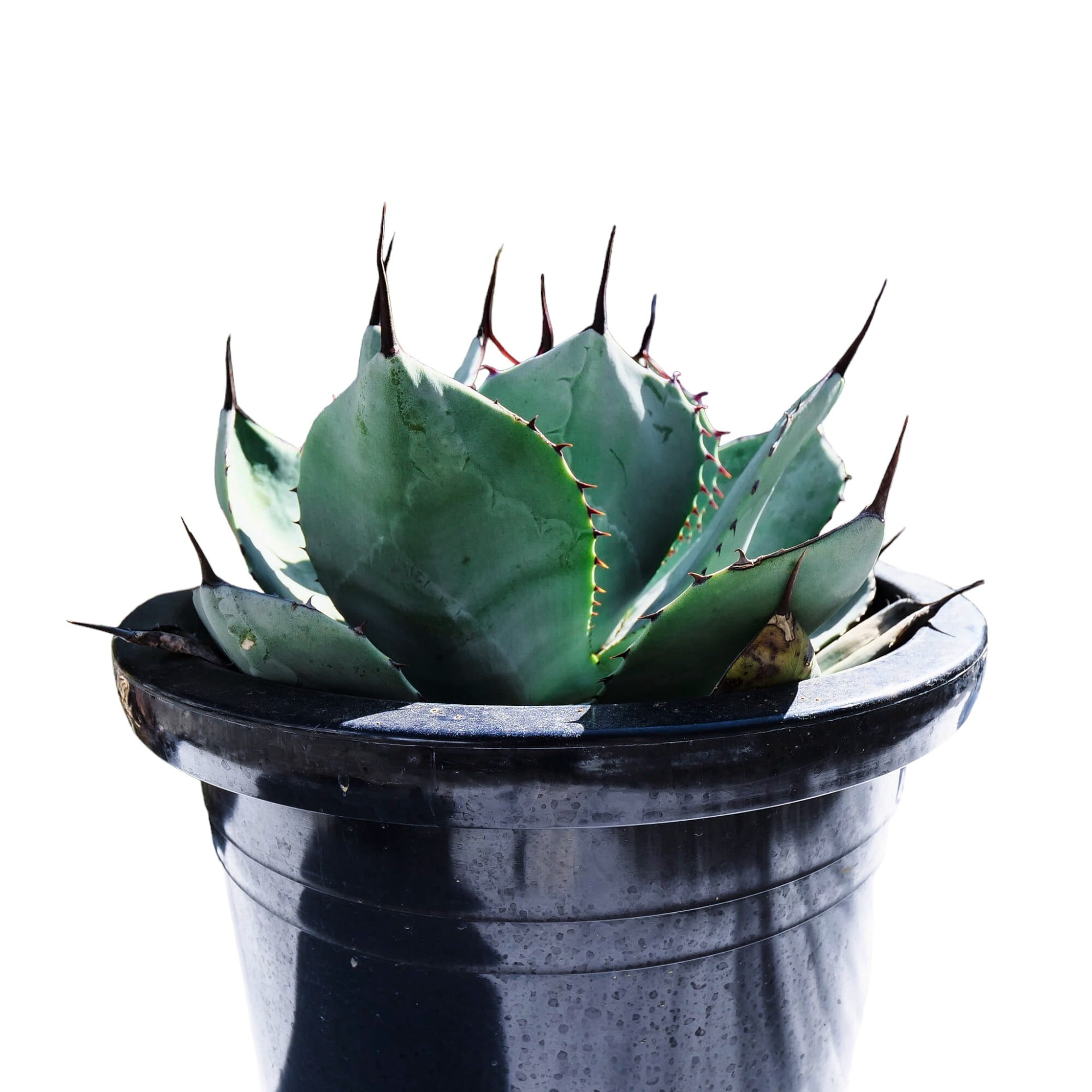 AGAVE Parryi truncata アガベ パリー トランカータ 大サイズ(10 AGAVE Parryi truncata アガベ パリー トランカータ 大サイズ(10