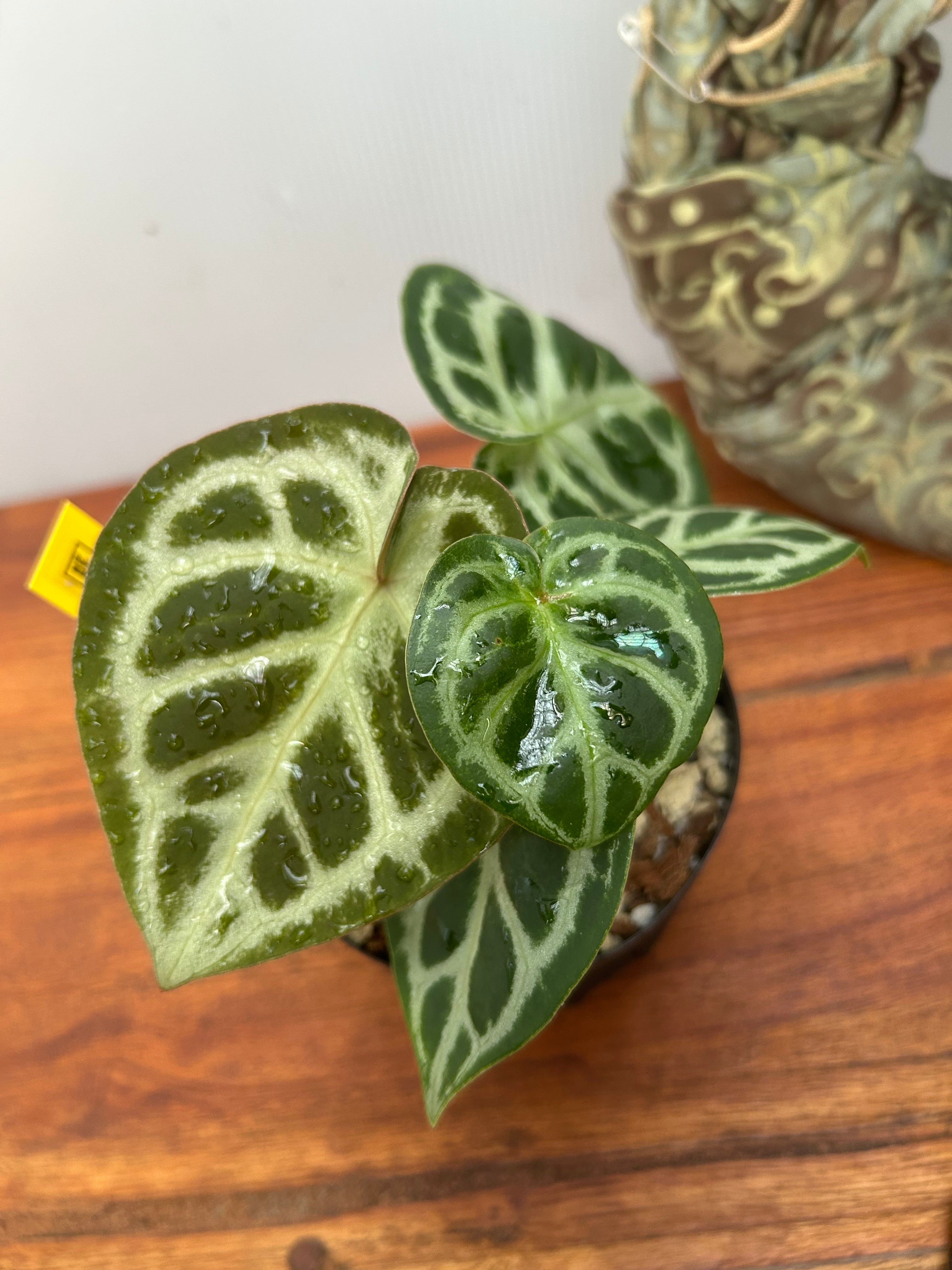 Anthurium | BA PLants