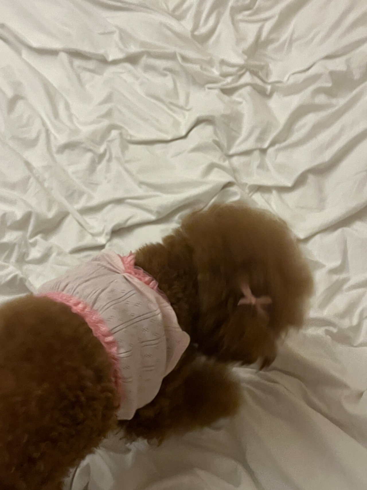 予約【pecoramou select】pretty home wear