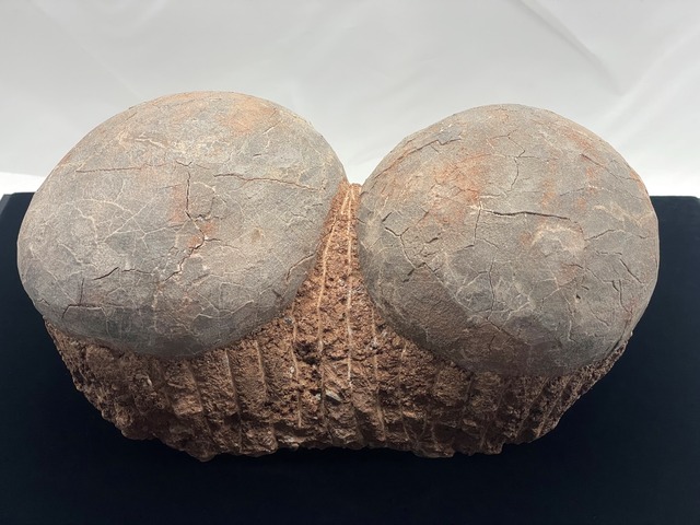 恐竜の卵の化石（レプリカ）