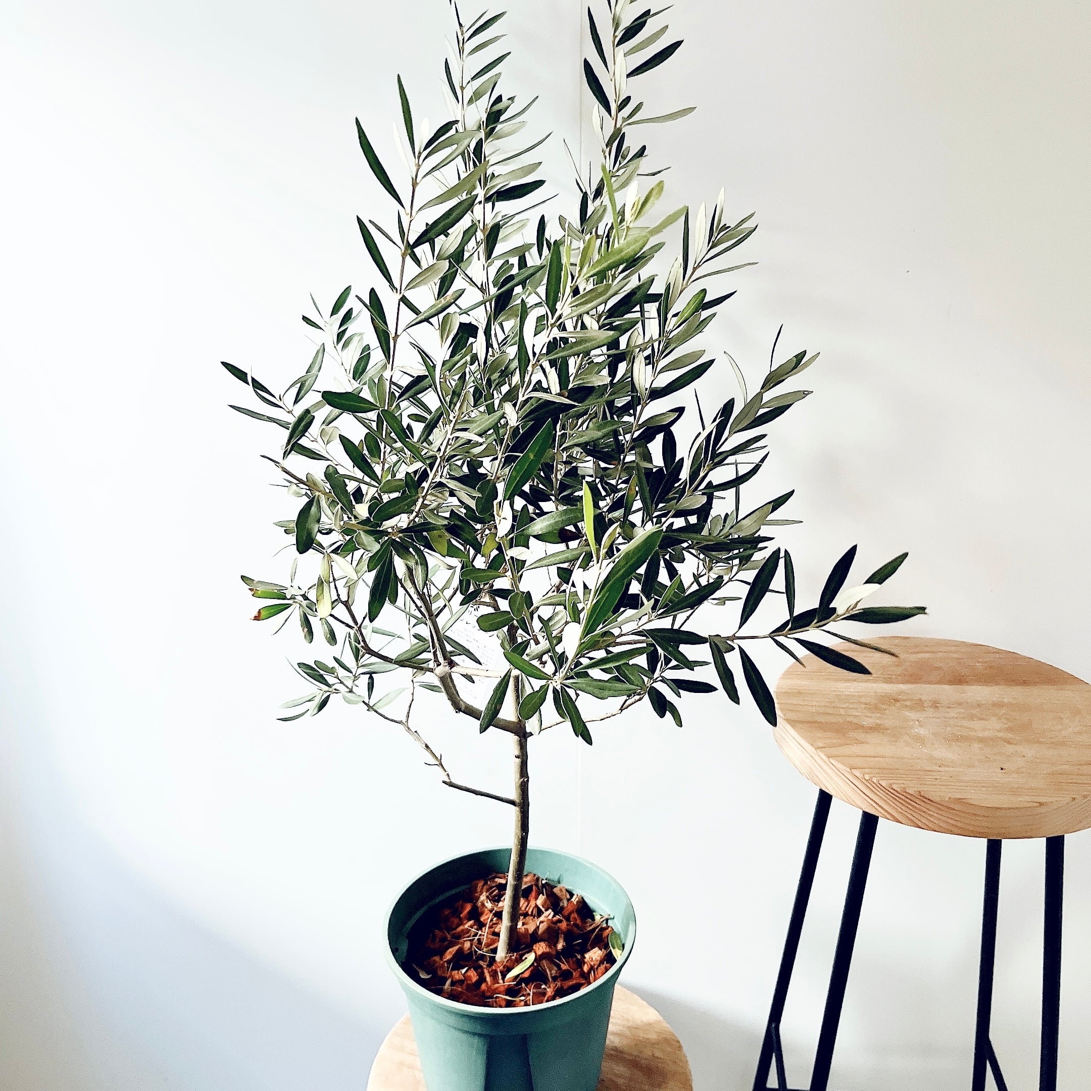 【特A品】オリーブ チプレッシーノ Lサイズ 観葉植物 calm cafe 特A品】オリーブ チプレッシーノ Lサイズ 観葉植物 calm cafe