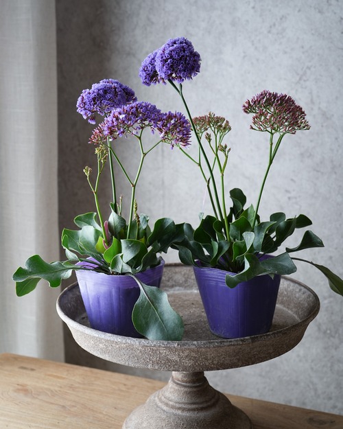 （再入荷）スターチス　ペレジーロコ ４号