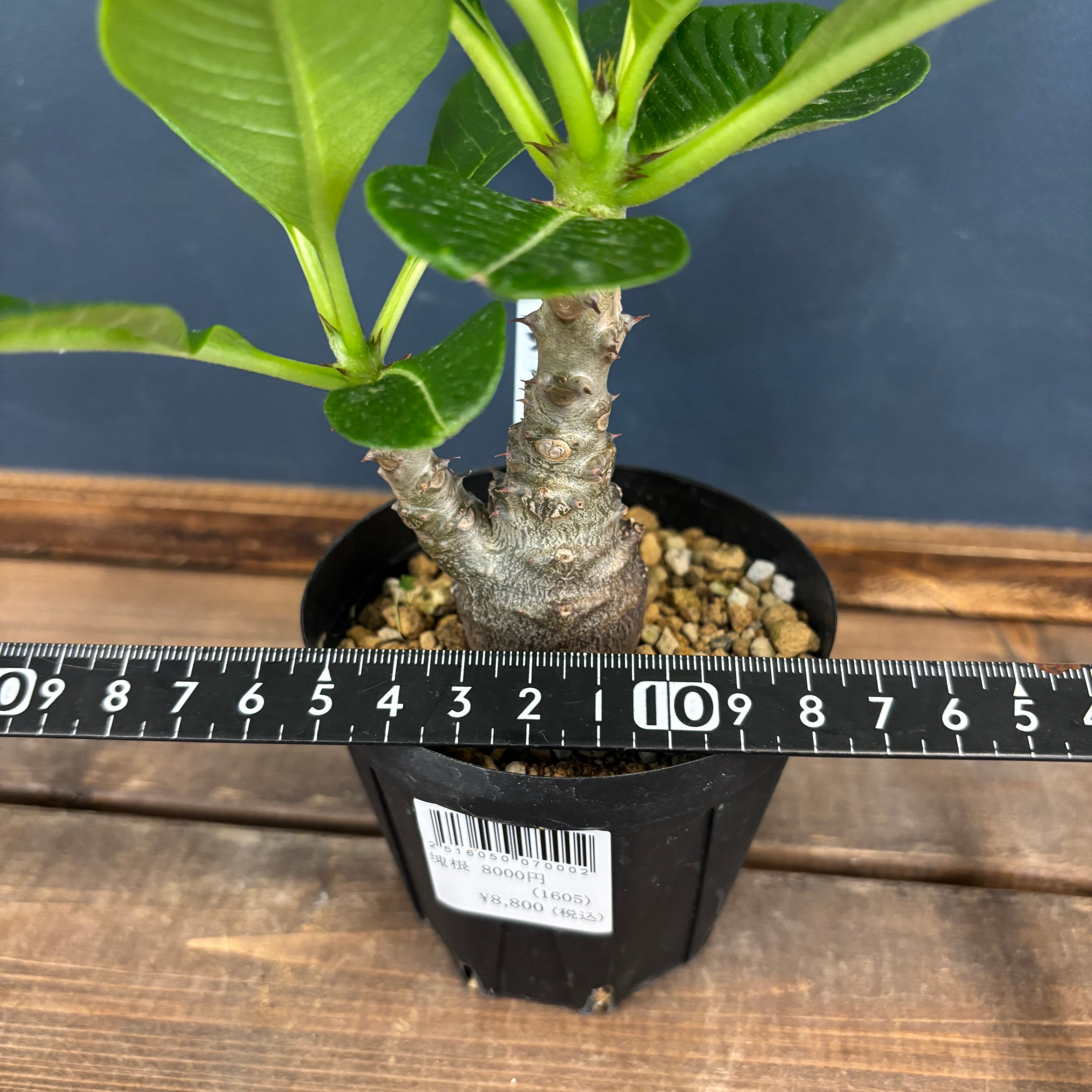 パキポディウム ウィンゾリー【037】 | PROTOLEAF プロトリーフ