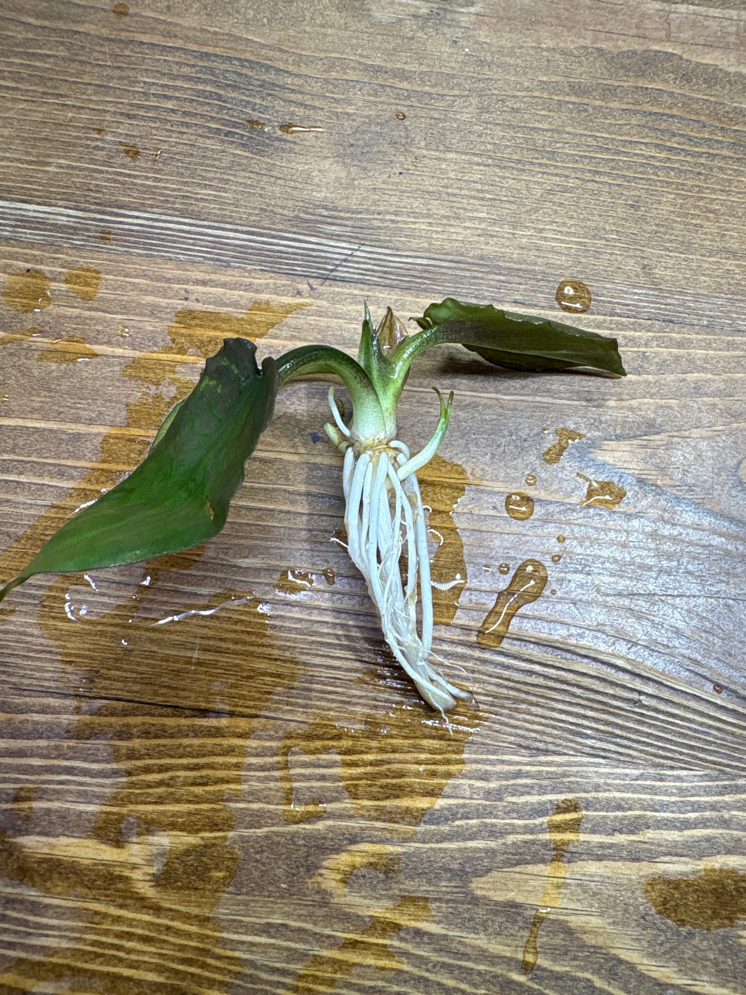 Homalomena hyb. 濡鳥×スラウェシナロー(神畑)【YR2301-f1】①