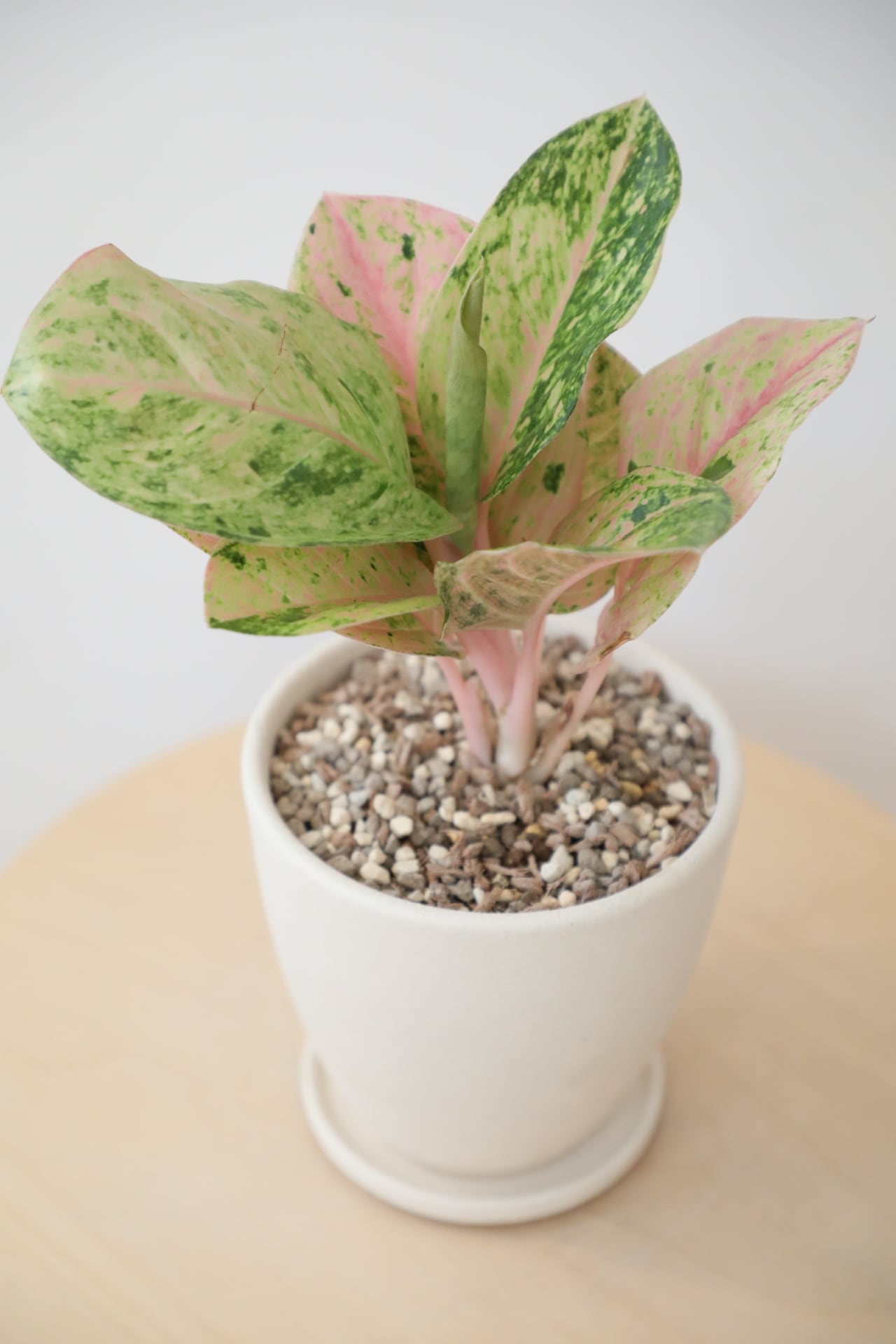 アグラオネマ ピンクイメリタス　① M】アグラオネマ ピンクイメリタス/Aglaonema | 【厳選植物・器