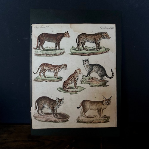 手彩色銅版博物画「ネコ科の猛獣たち」