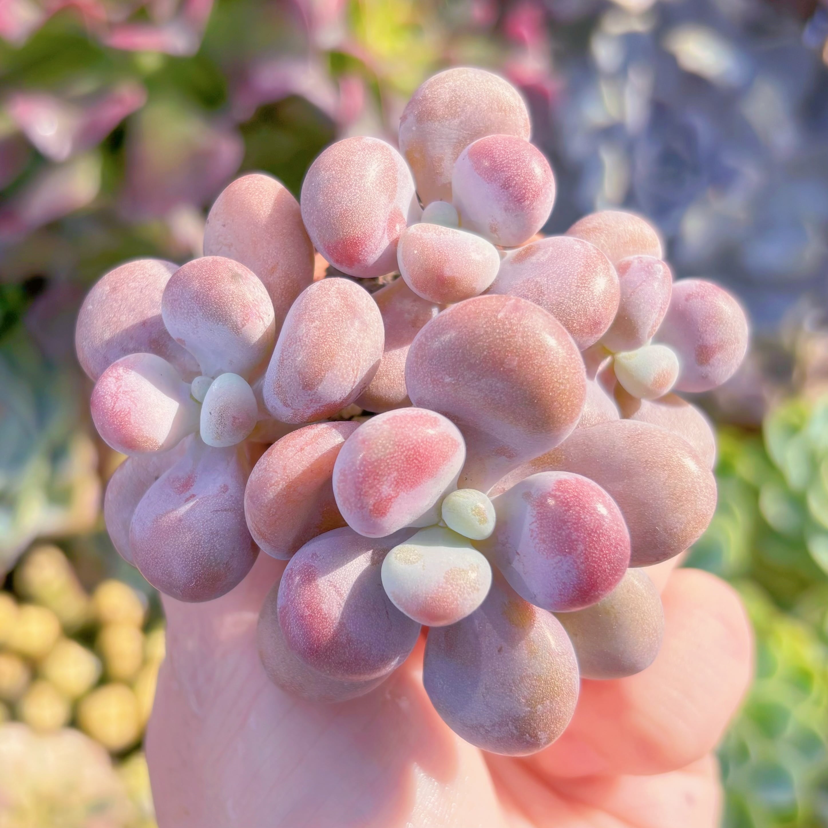 多肉植物　桃卵　群生　新入荷　るる農園