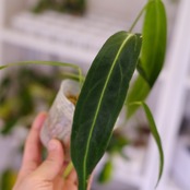 アンスリウム ワロクアーナム / Anthurium Warocqueanum㉔ / 観葉植物<育て方・花言葉>