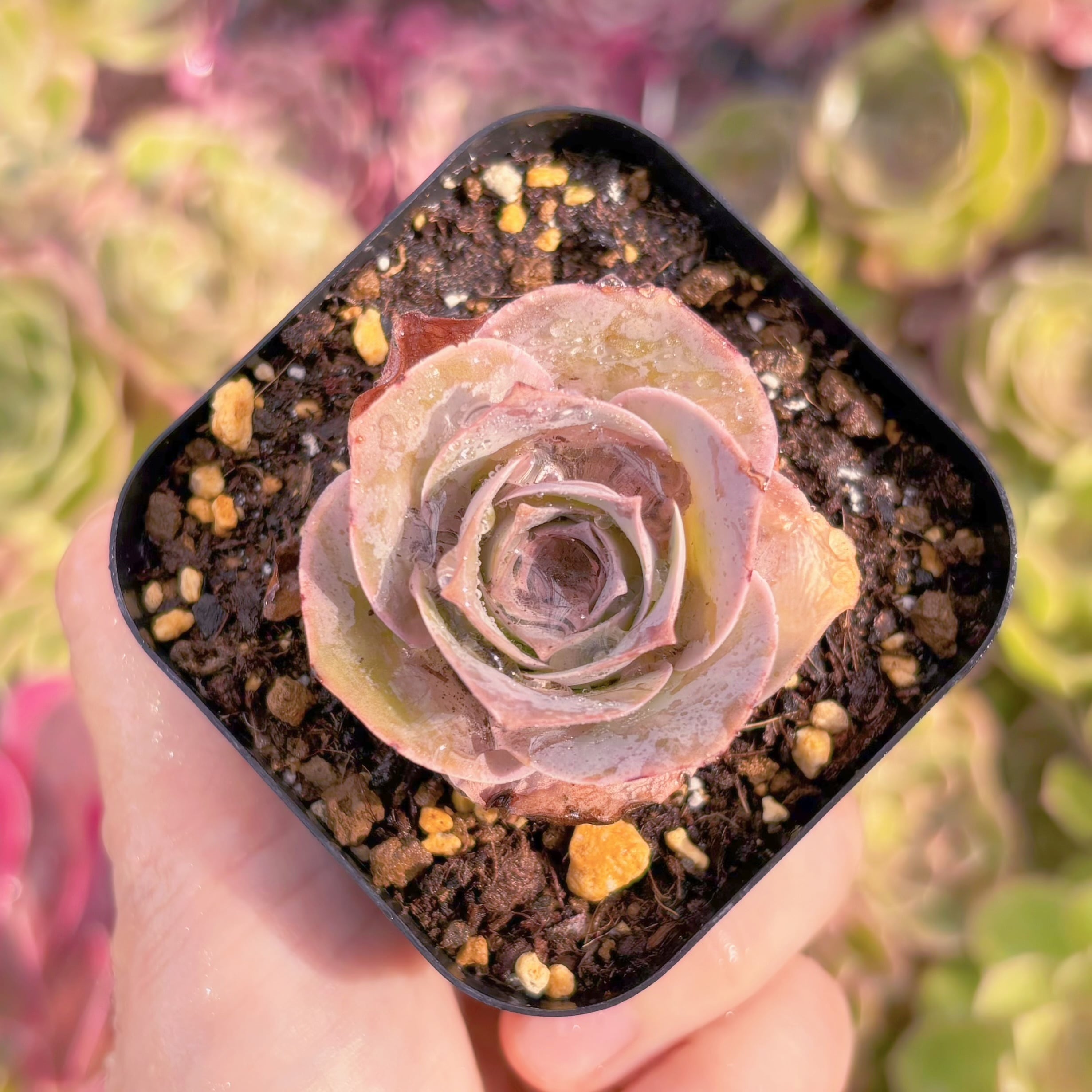 現品　Greenovia aurea#1150　るる農園