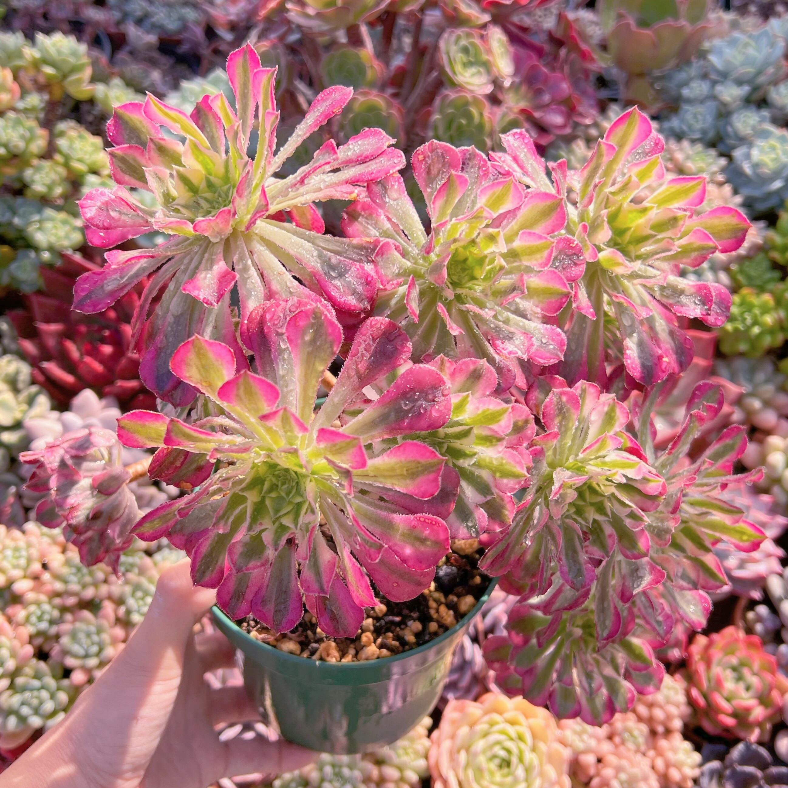 現品　ブラックチェリー#221　特特大群生　新入荷