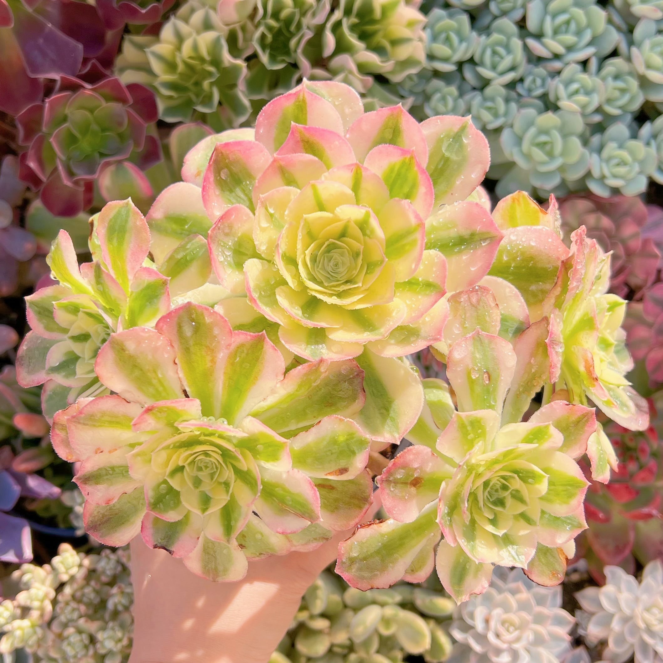 現品　美人鏡錦#622    特大群生　るる農園