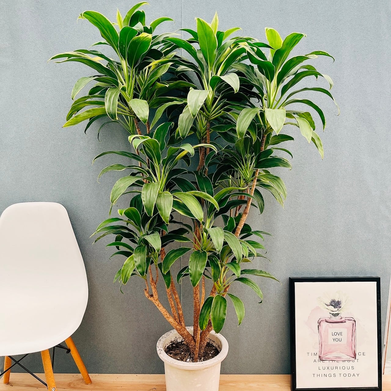 【特価】希少 フィカス ランフィ 曲がり 観葉植物 大型 室内 現品］【希少】☆おすすめ☆ 93番 フィカス グランディス 曲がり 8号