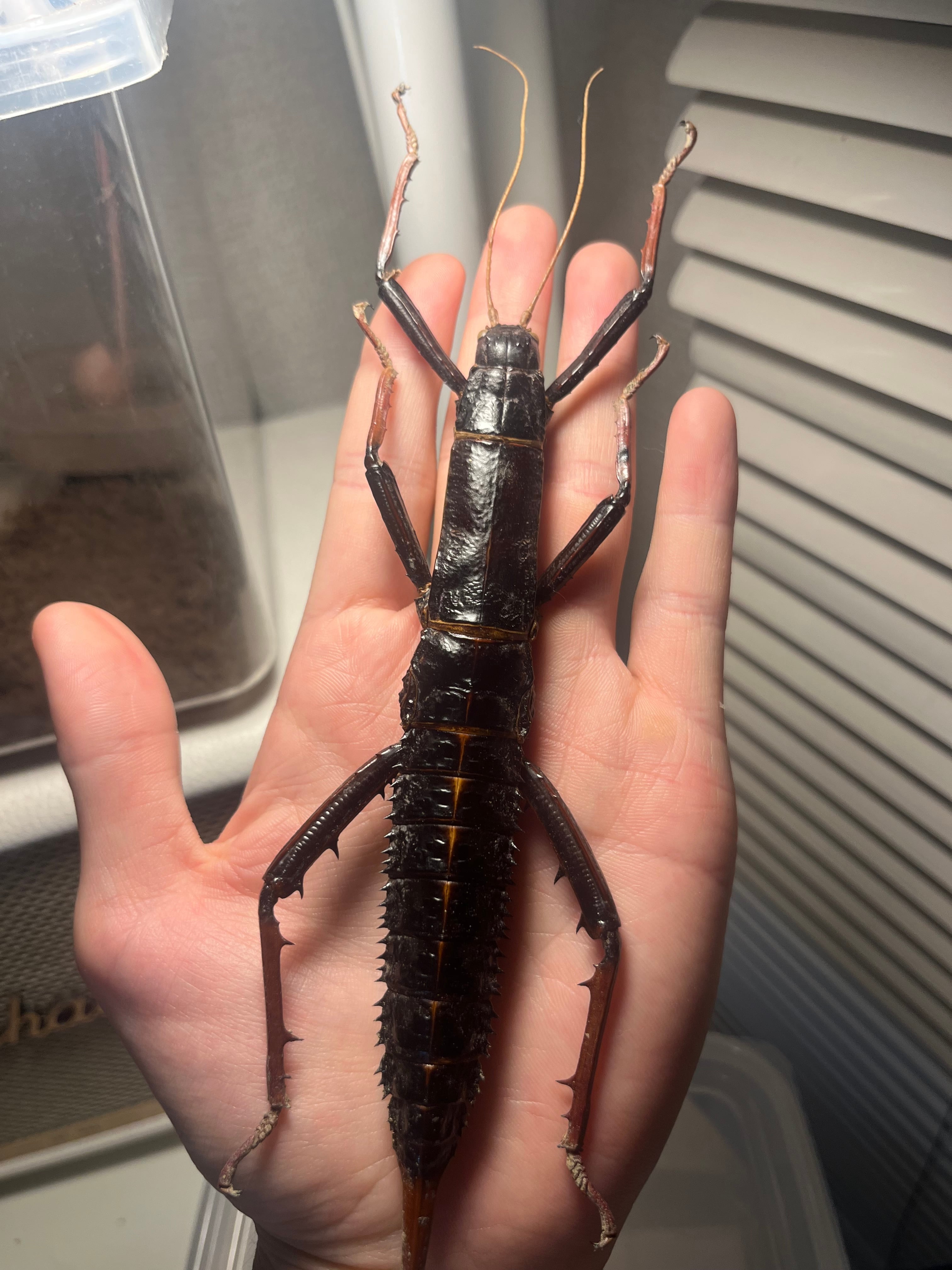 サルオガセギスキリギリスカマドウマバッタ直翅類コロギスリ昆虫標本