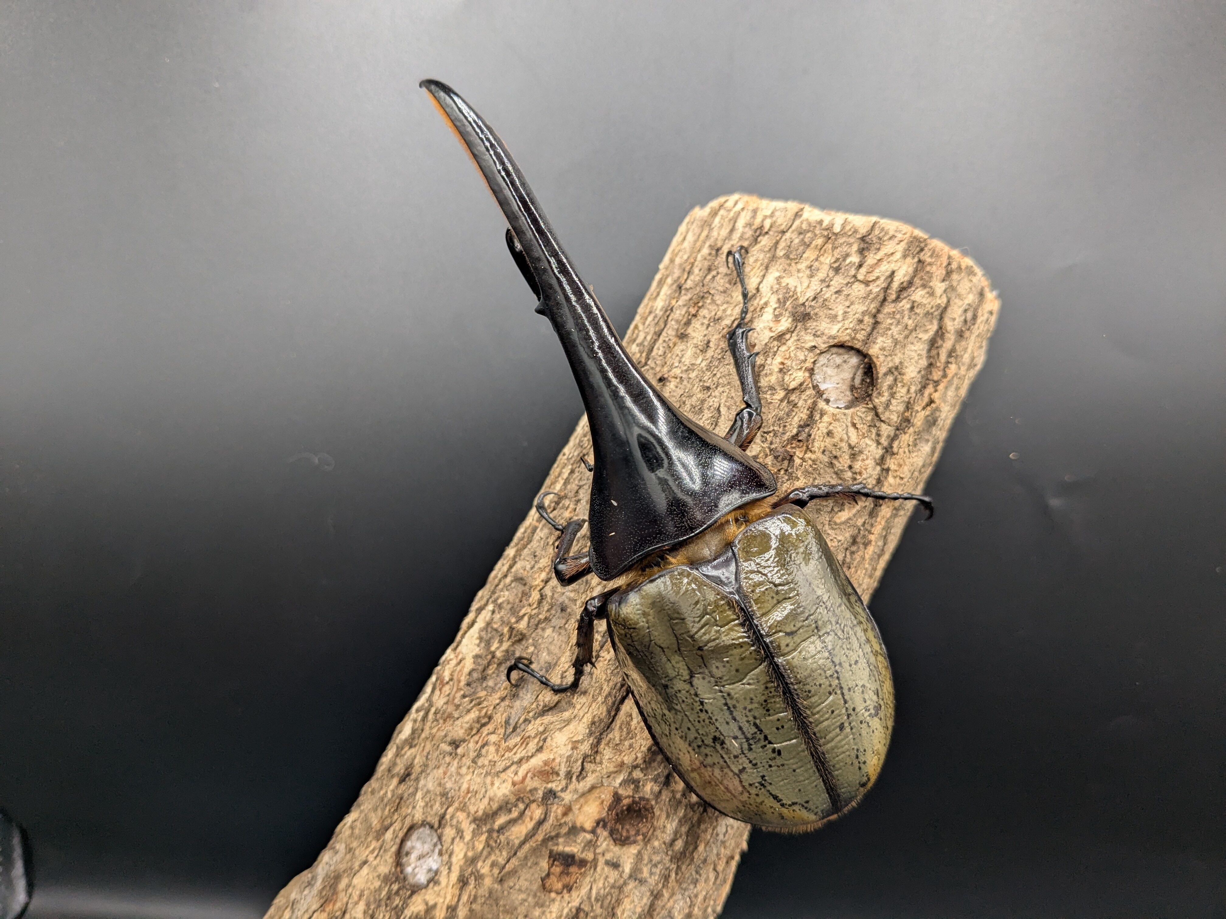 D.h. ヘラクレス 標本 max 180㎜ヘラクレス3亜種 バリエーションセット