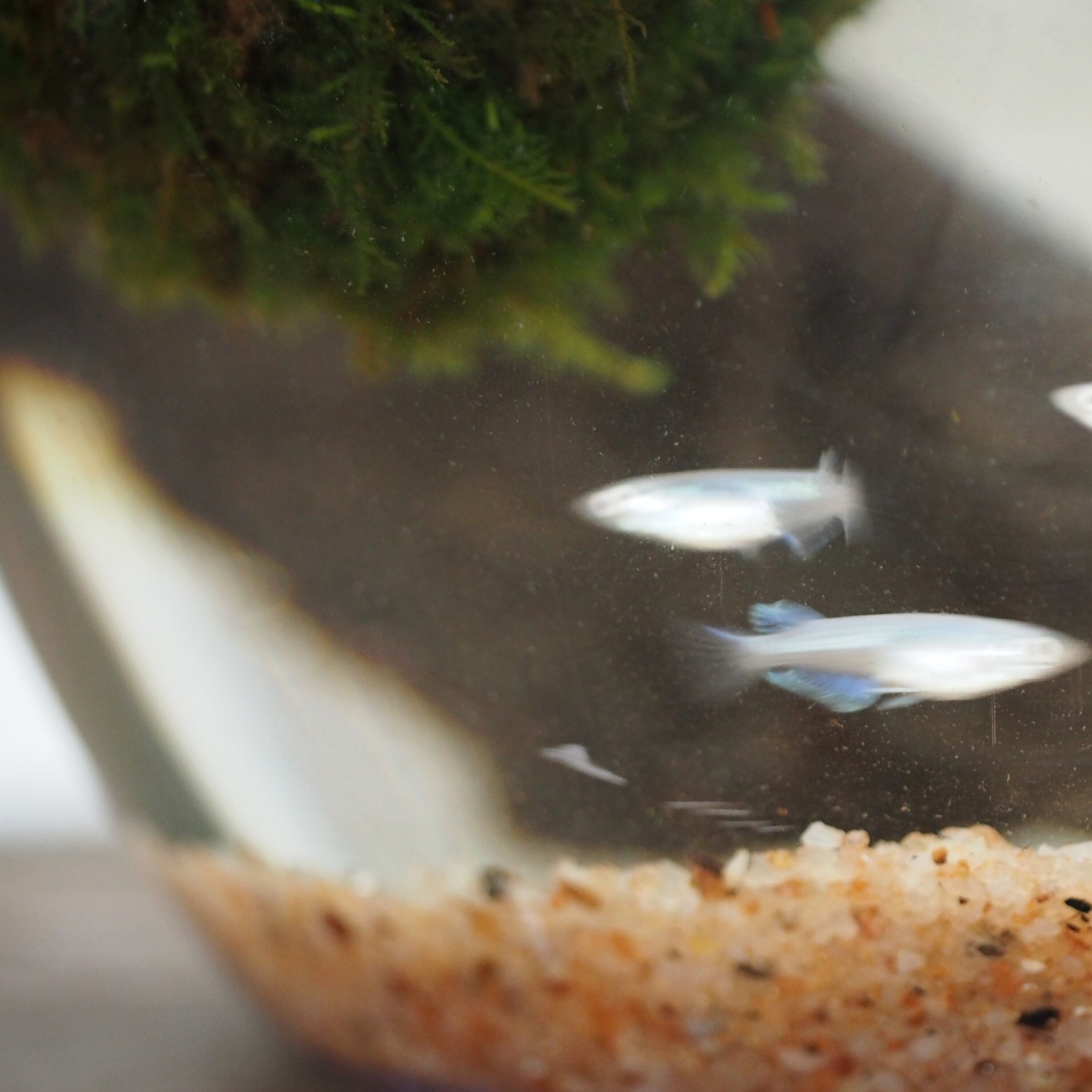 めだか水産オリジナル】浮かぶ苔玉メダカ鉢セット | めだか水産 苔部