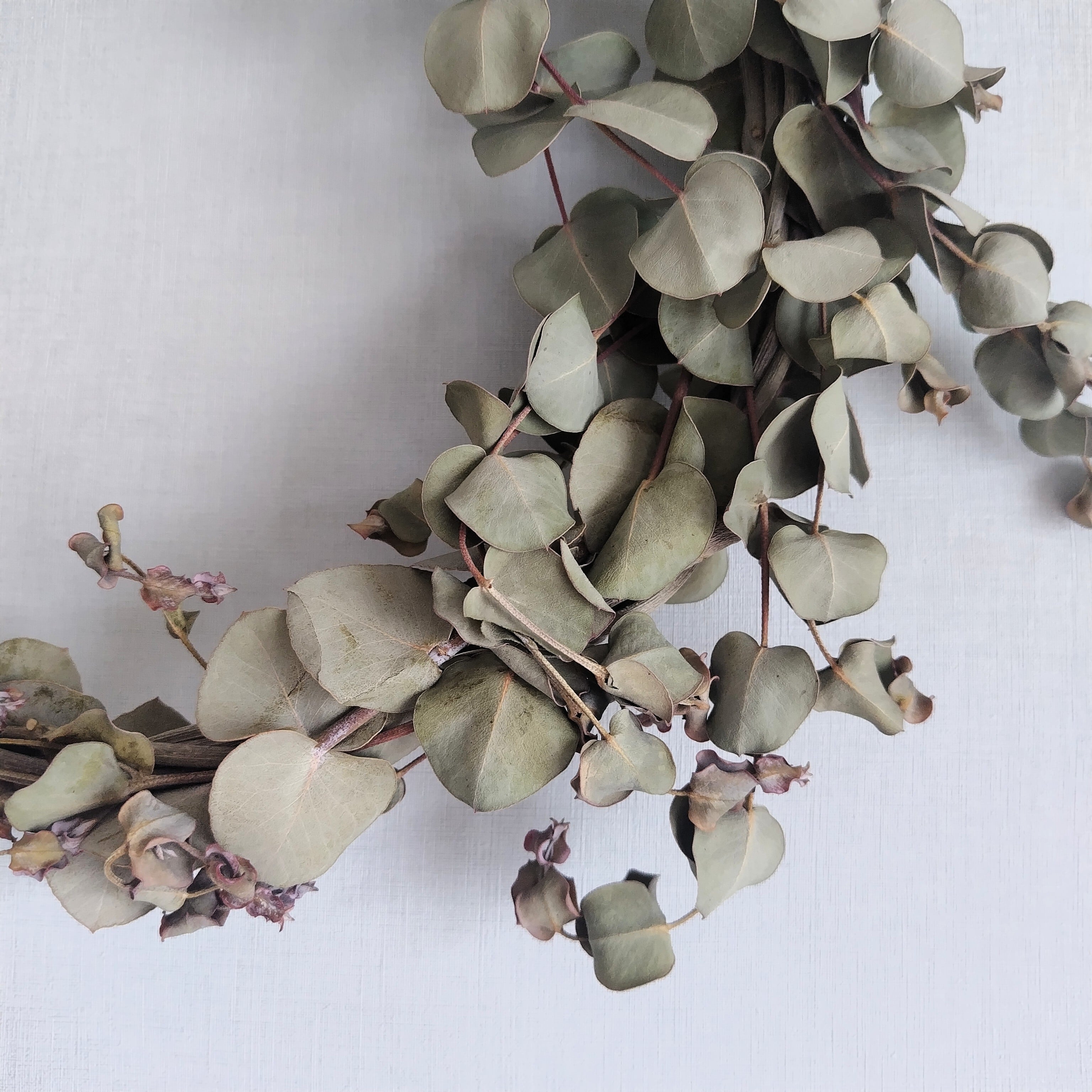Φ32cm】Olive+Eucalyptus wreath / オリーブ枝とユーカリのナチュラル