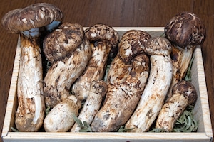 国産松茸 カオス箱 内容量500g