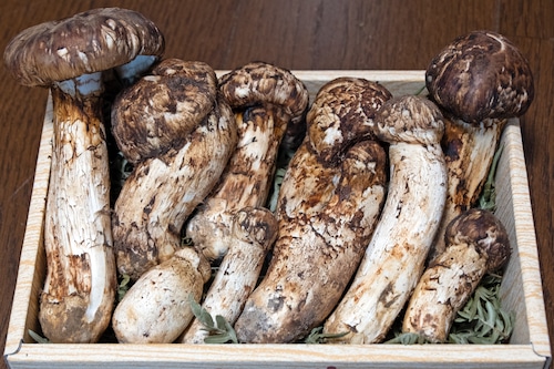 国産松茸 カオス箱 内容量500g