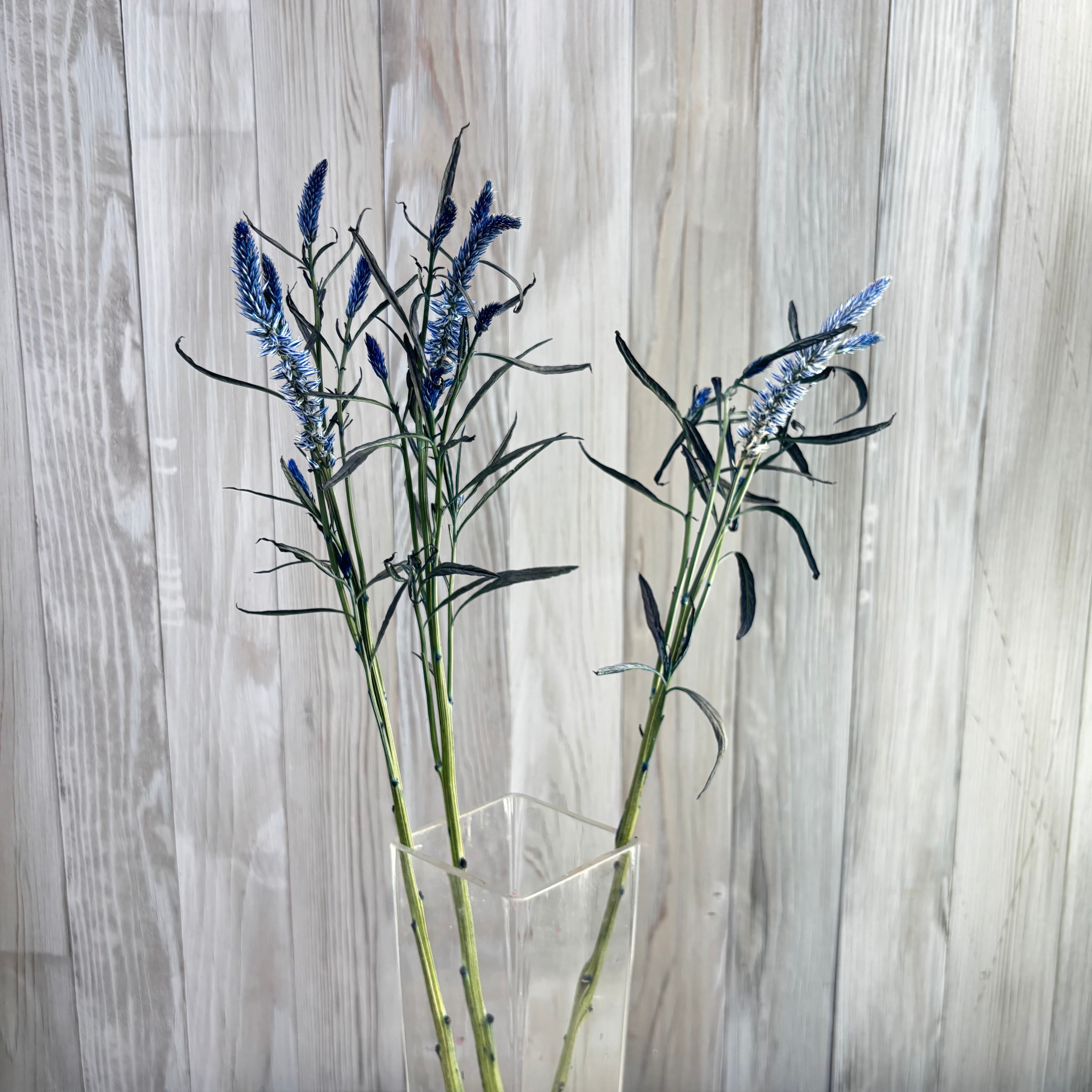 染めケイトウ 京の花染め藍色 10本 黒川花卉園芸 | 新鮮お花問屋 Jp