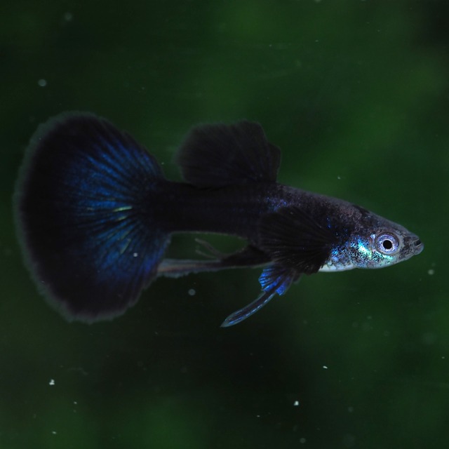 【観賞用】ブラオリボンダンボ　リボンオス5匹