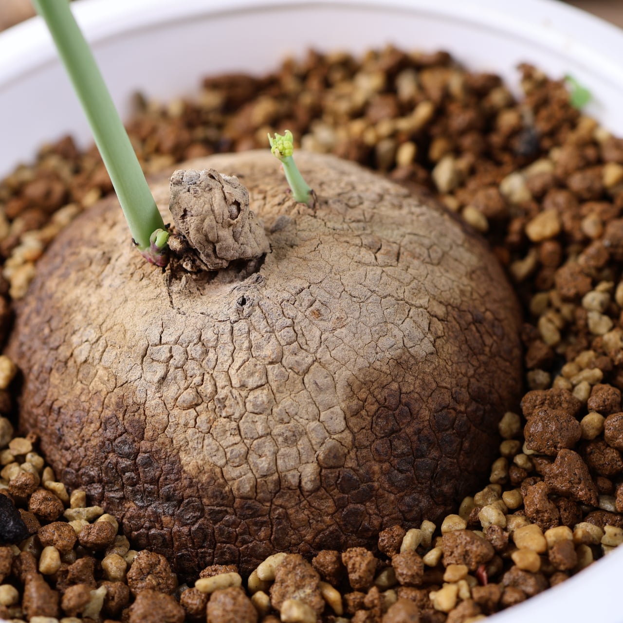 728『ステファニア エレクタ』 観葉植物【送料無料】 | MARX PLANTS