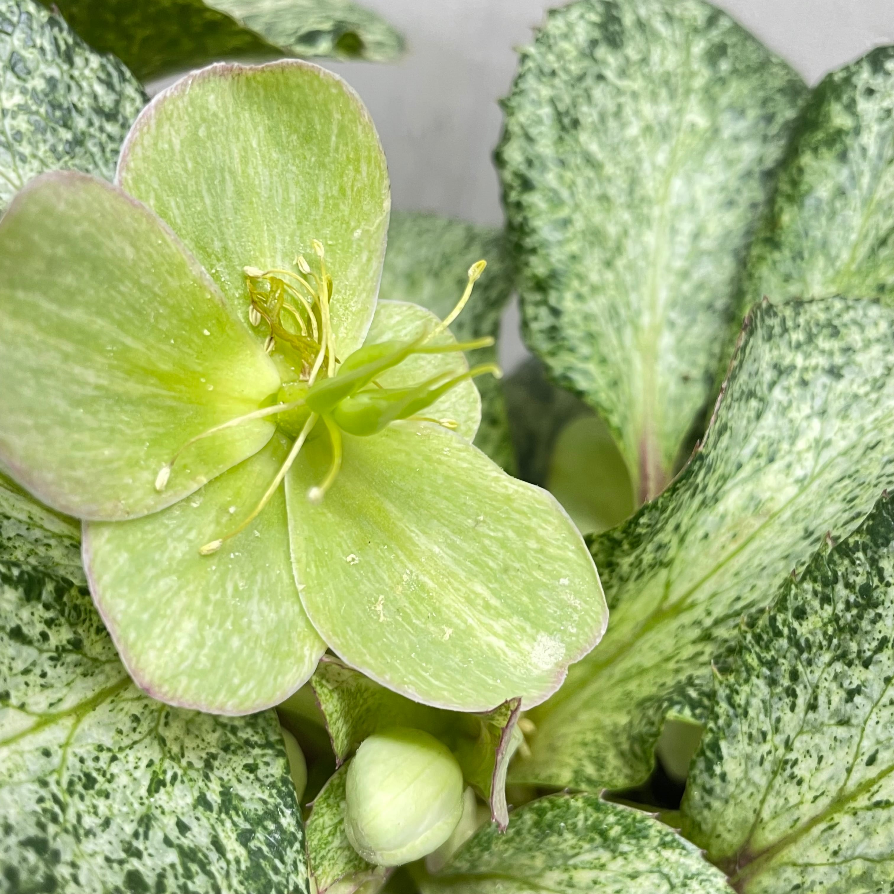 クリスマスローズ『スノーフィーバー』斑入り 5号／粉雪のような明るい