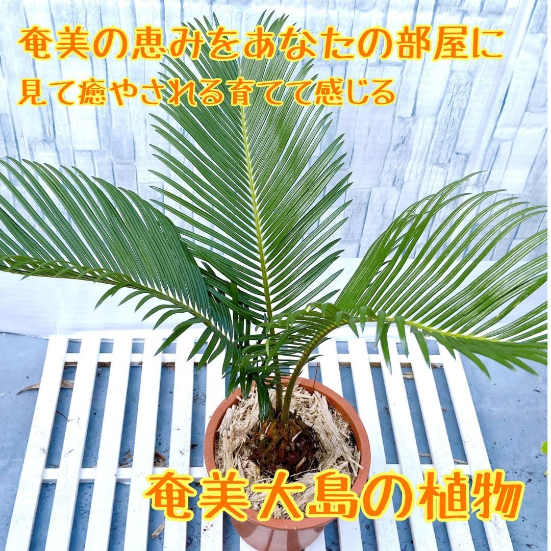 奄美ソテツ(インテリア用サイズ) 売切)奄美ソテツ(大きな 奄美ソテツ(インテリア用サイズ) 売切)奄美ソテツ(大きな