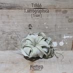 【送料無料】キセログラフィカ S〔エアプランツ〕現品発送T1866
