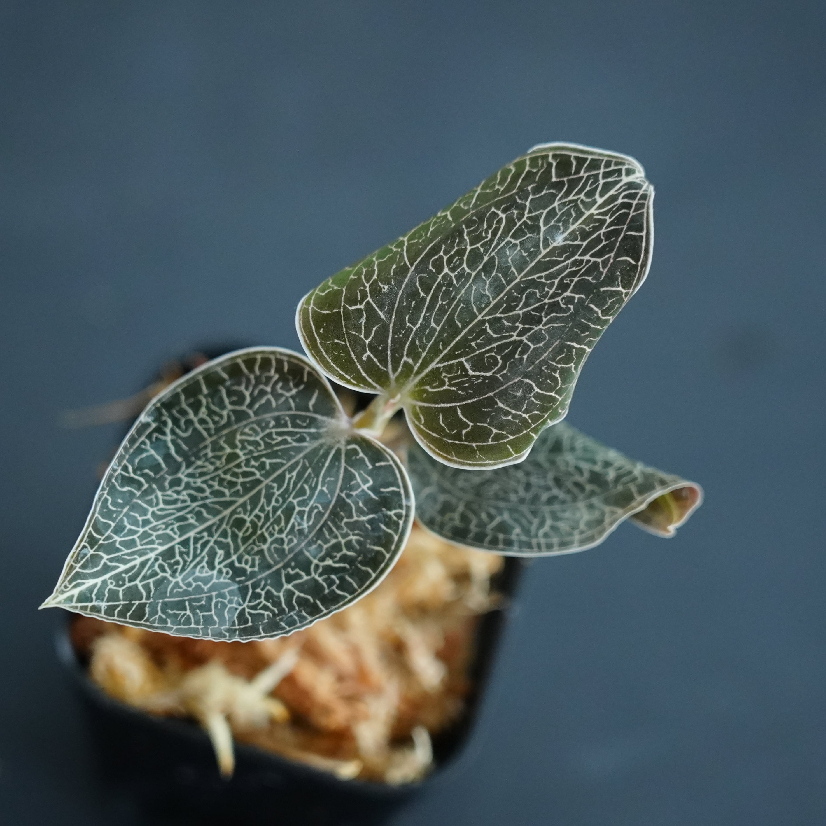 Anoectochilus sp. 斑入りジュエルオーキッド 宝石蘭 ◇現品◇Anoectochilus brevilabris【ジュエルオーキッド宝石蘭／B&L