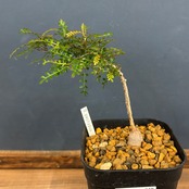 オペルクリカリア　パキプス【603】