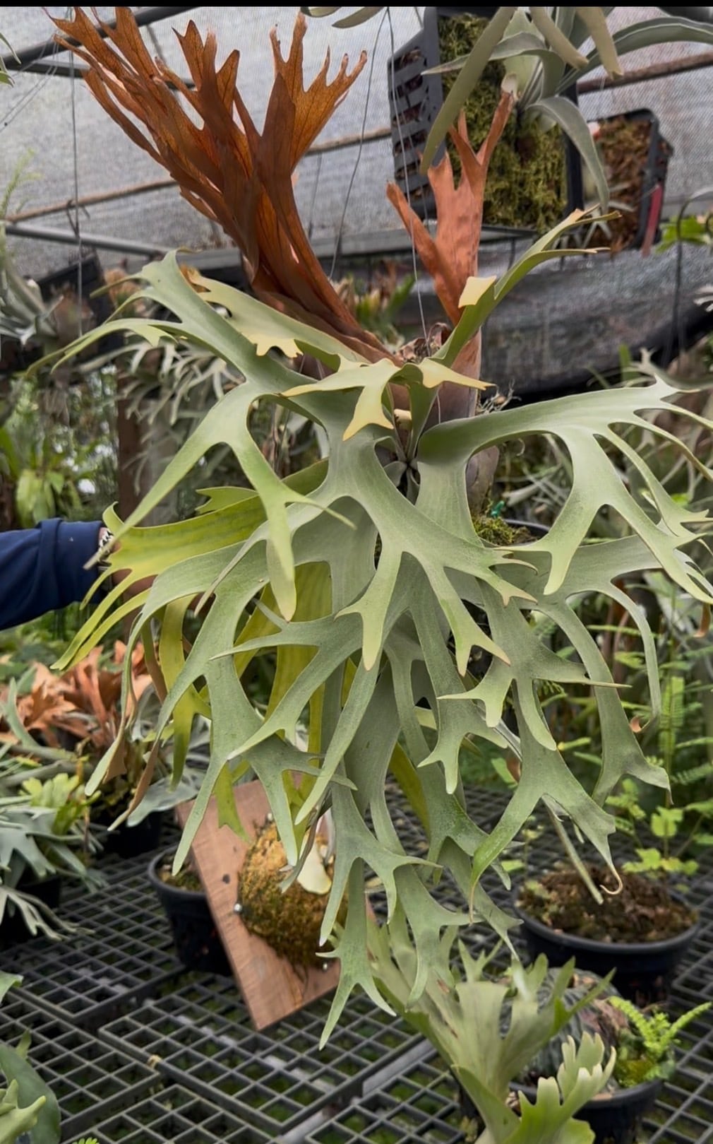 胴切り群生株】Euphorbia polygona “Snow flake ”ユーフォルビア