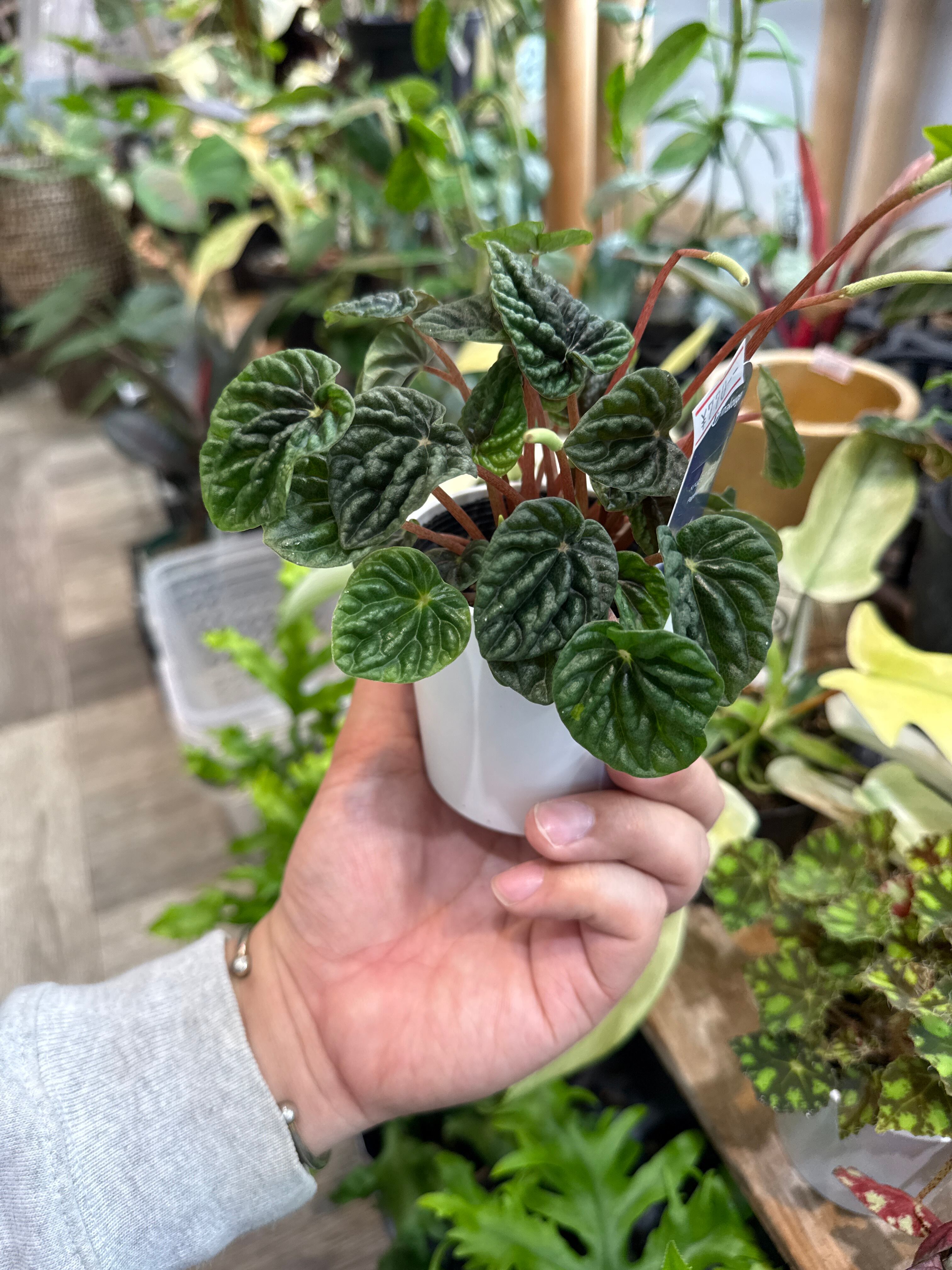 ペペロミア　カペラータ　銀河 ★宅急便コンパクト発送 ペペロミア カペラータ 銀河 【観葉植物 3号】｜ 【植物のITANSE