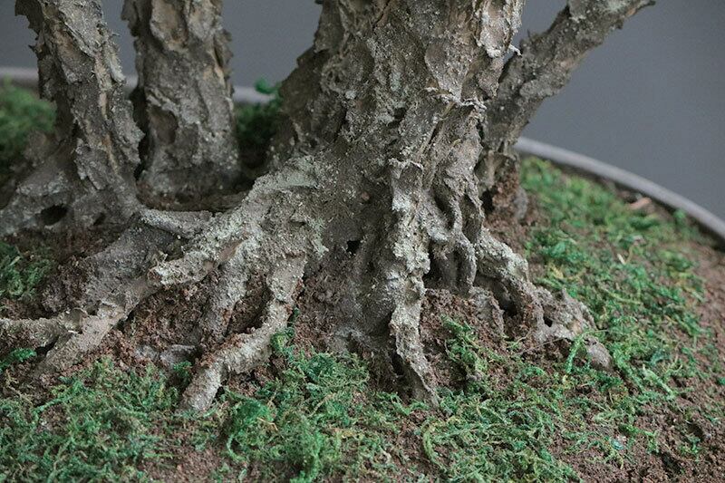 盆栽 松 Pinetree Bonsai #156 | Oh! BONSAI