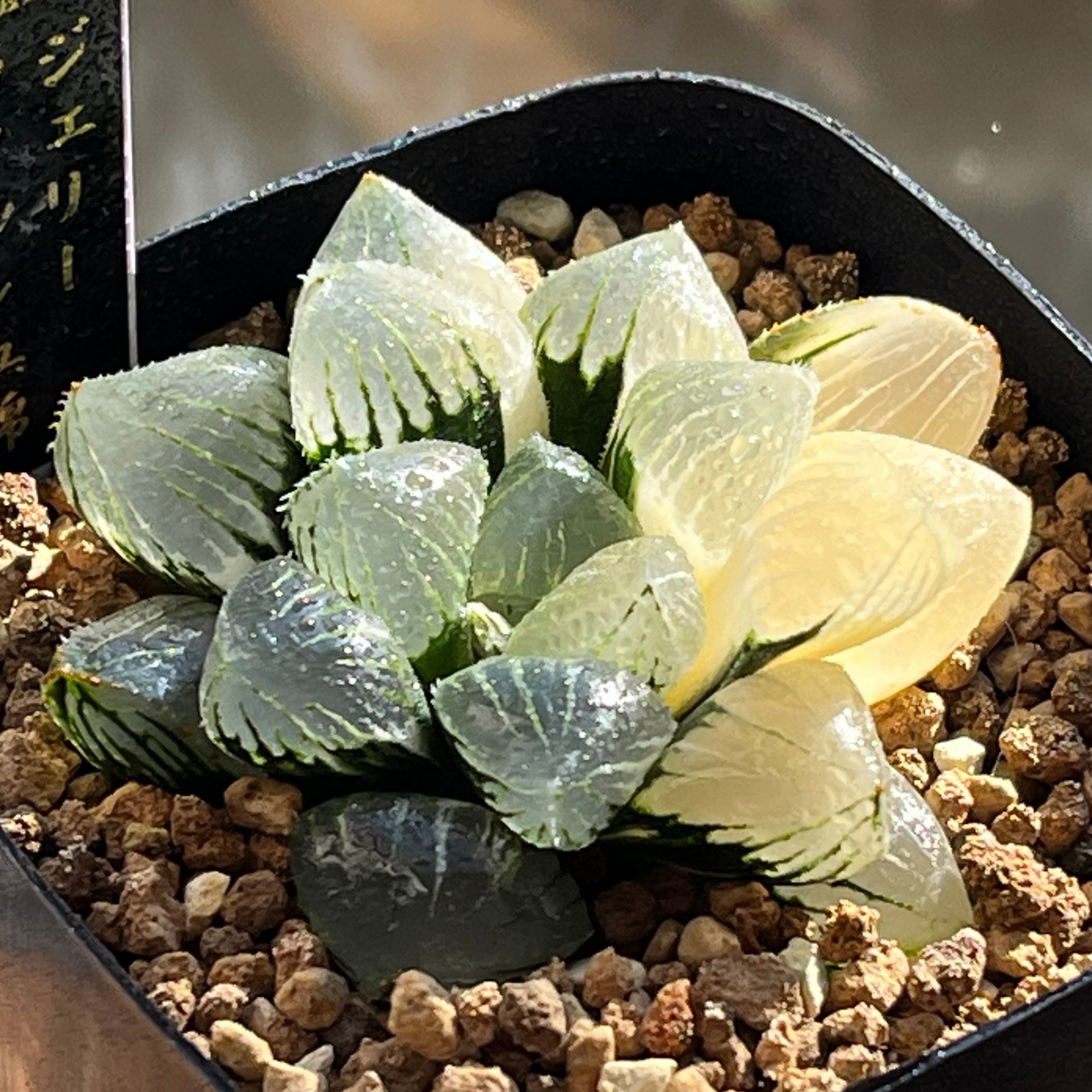 ハオルチア 月光女神(微発根）⑦ | mocono_plants