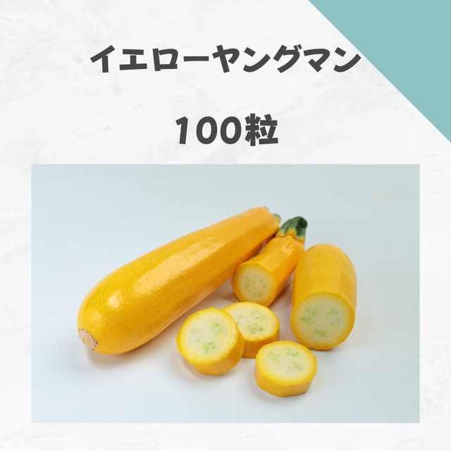 イエローヤングマン　ズッキーニ種子・100粒