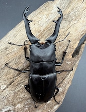 【WD】《 ギラファノコギリ亜種ボロブドゥール 90mm ペア》