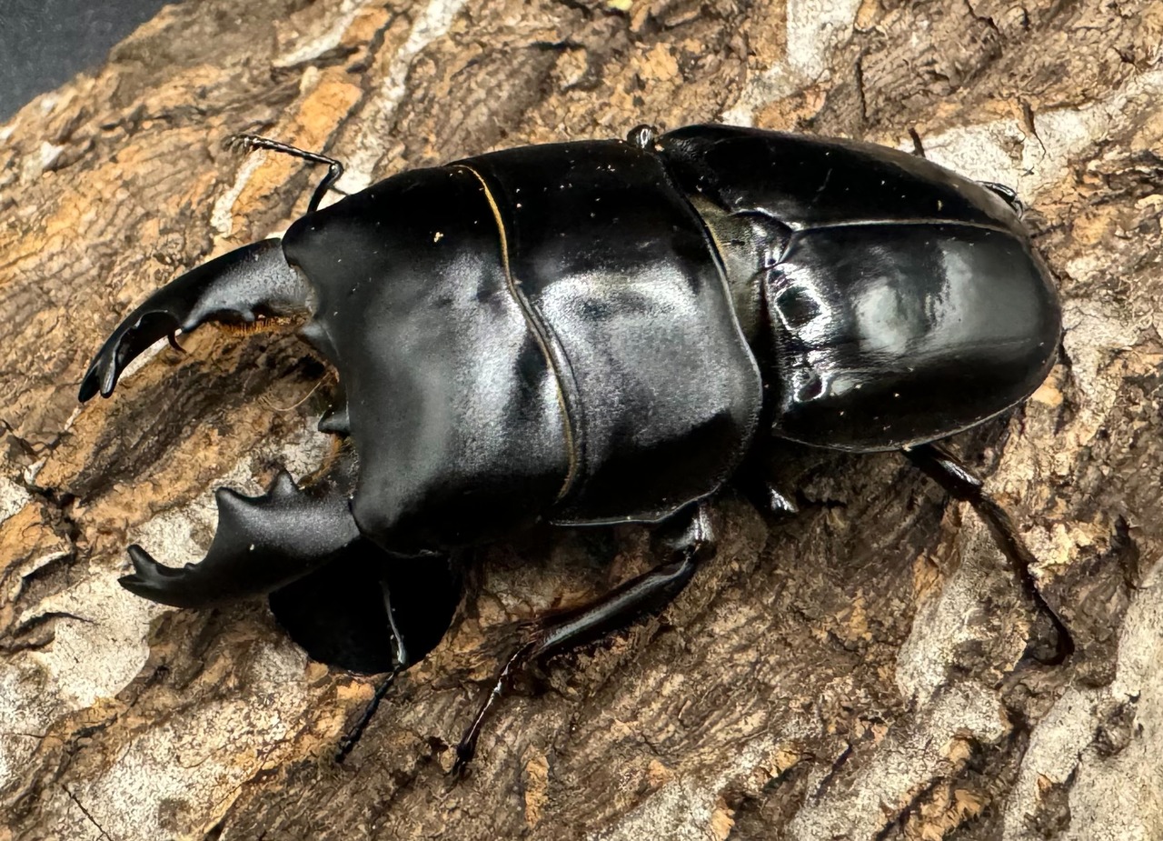 【WD】《ユーリケファルスヒラタ 60mm ペア》