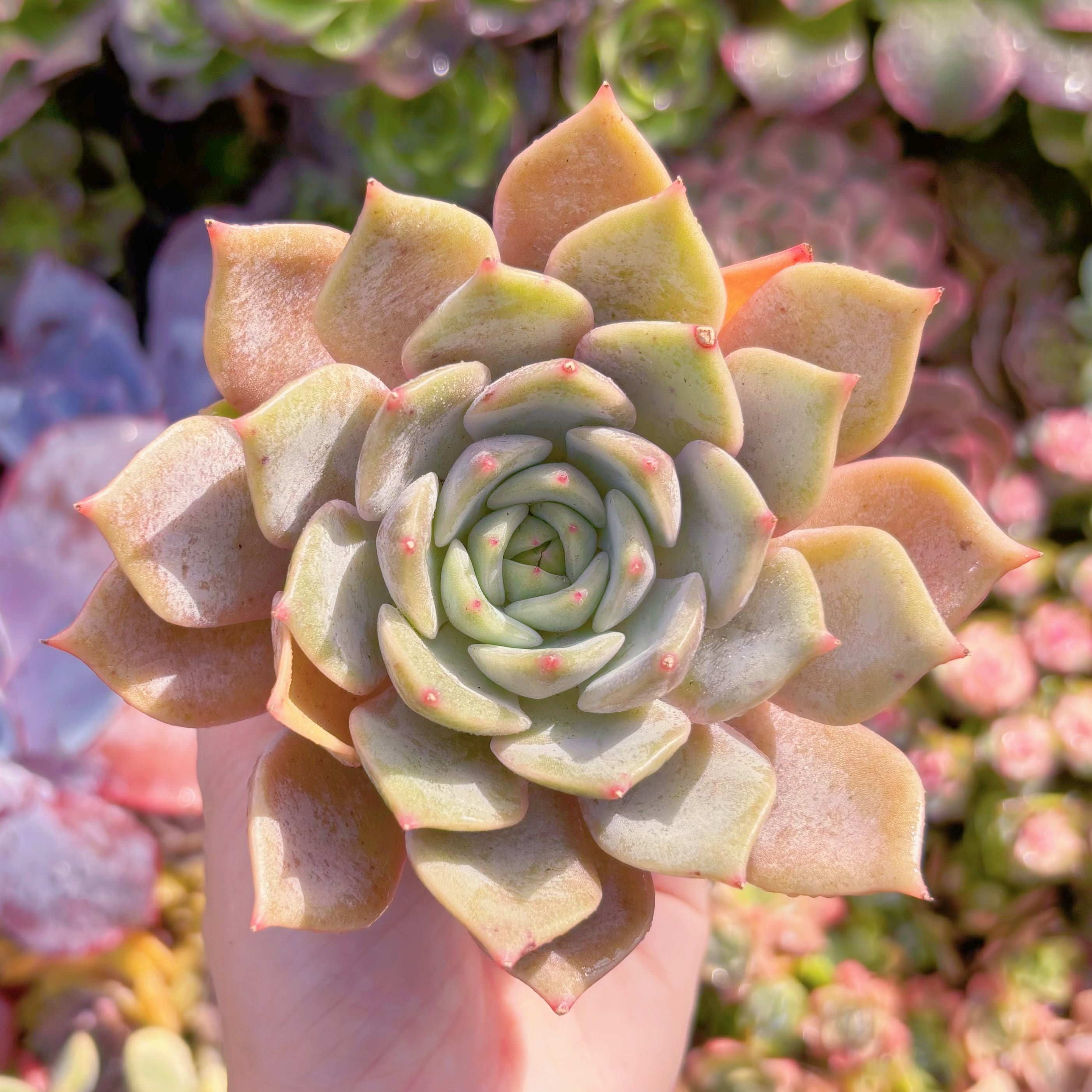 現品　ローラxエボニー#B55　希少　るる農園