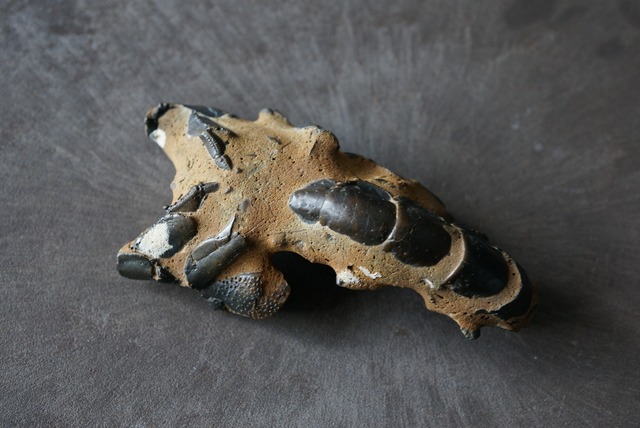 オーストラリア産ロブスター化石 Thalassina anomala Fossil  820