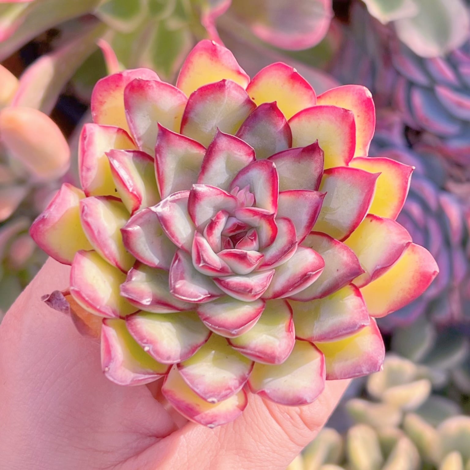 多肉植物　メキシコプリトニス　新入荷　るる農園