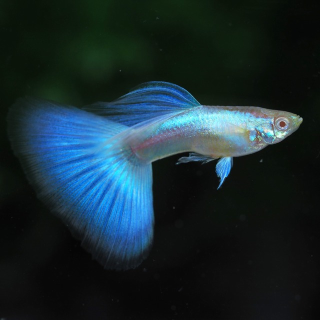 上物RREAラズリーネオンタキシード　1ペア＋おまけ1ペア