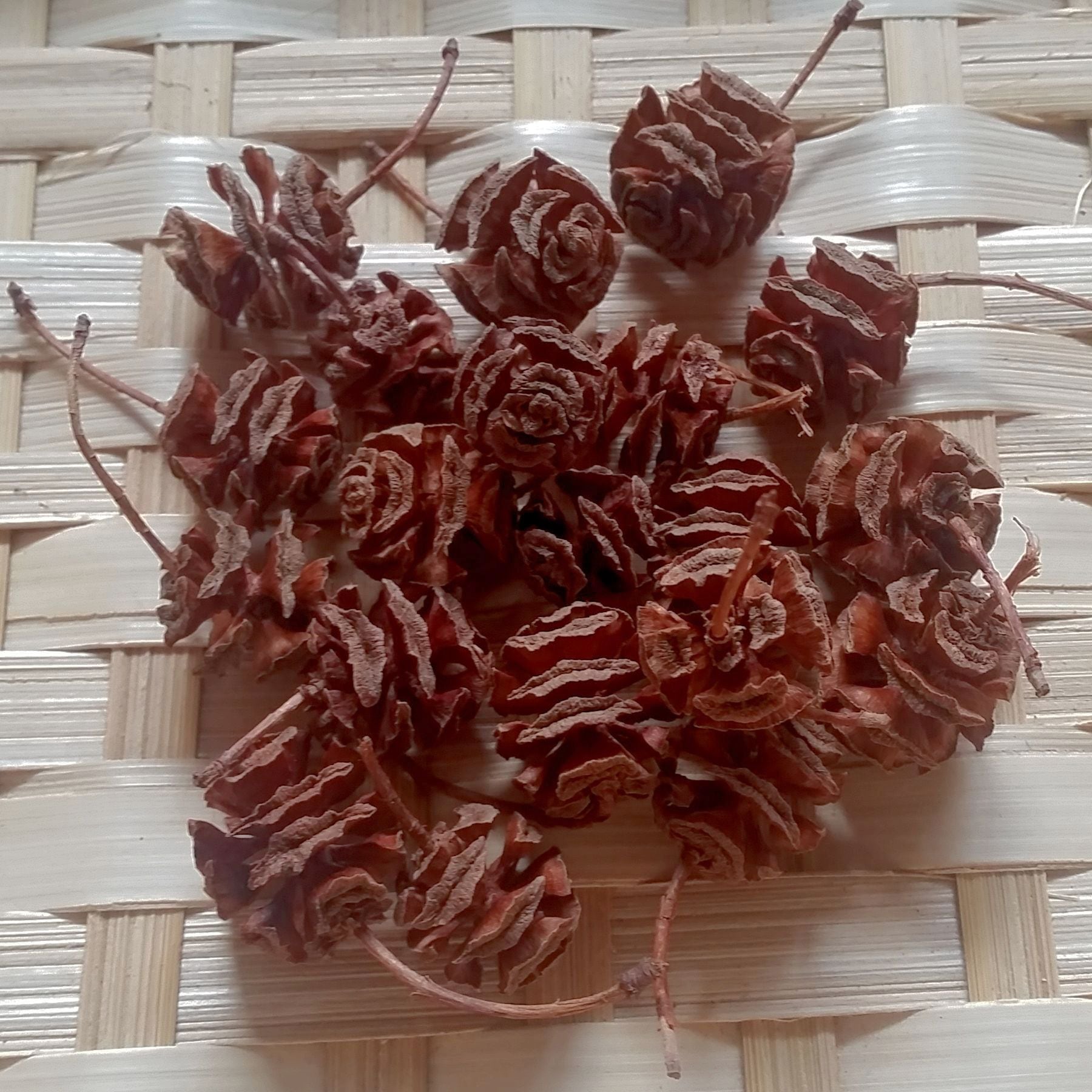 メタセコイア | 木の実通販の shop.木の実