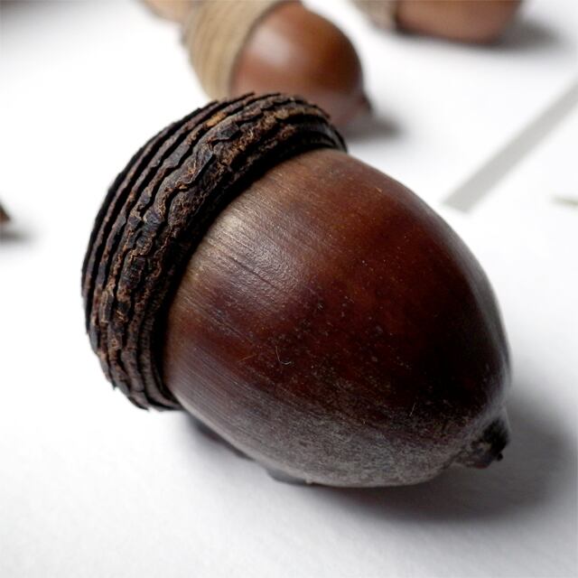 ピンオーク　ドングリ どんぐり図鑑「どんぐりと旅する」