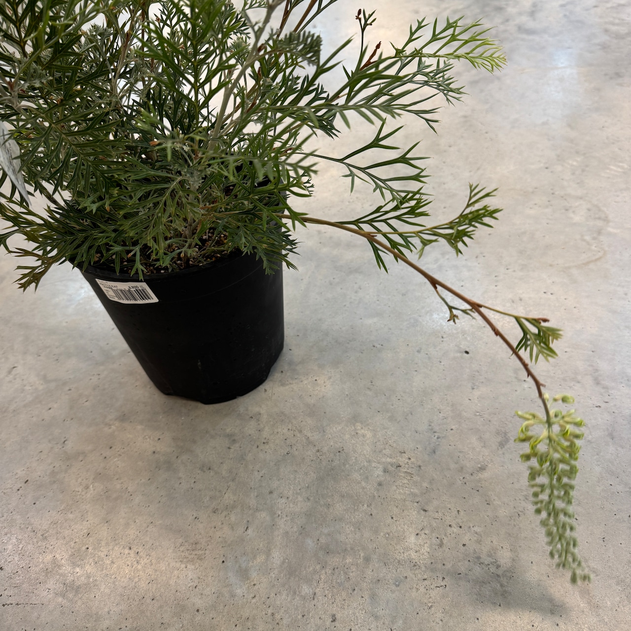 グレビレア　クリームパッション【1025】