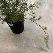 グレビレア クリームパッション【1025】