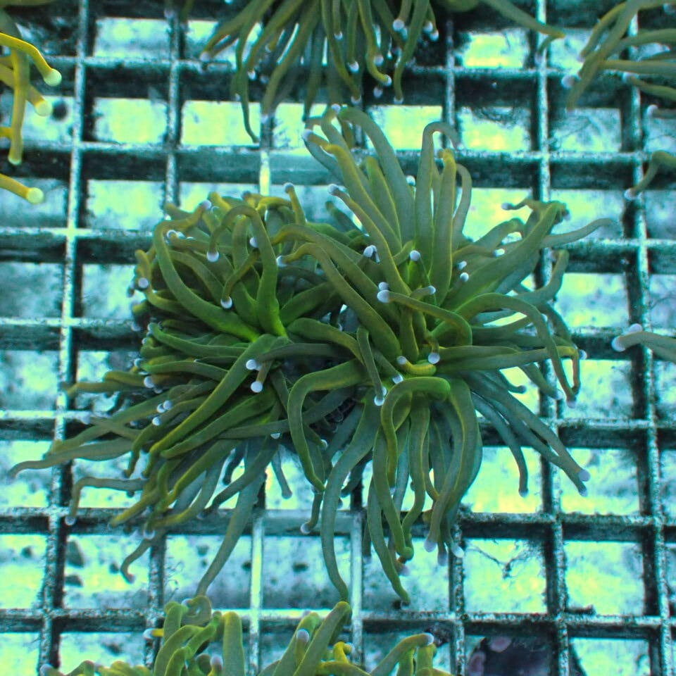 ハナサンゴ / Torch | HOUSE REEF(ハウスリーフ)サンゴ・海水魚・海藻